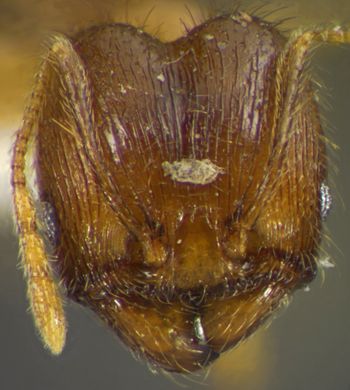Media type: image;   Entomology 34161 Aspect: head frontal view